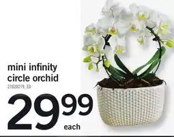 Loblaws Mini infinity circle orchid offer