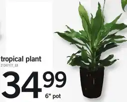 Loblaws Tropical plant offer