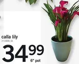 Loblaws Calla lily offer