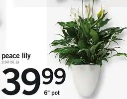 Loblaws Peace lily offer