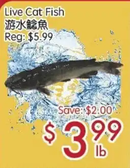 Sunny Food Mart Live Cat Fish offer