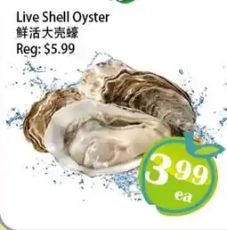 Food Depot Supermarket Live shell oyster offer