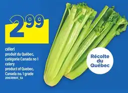 Maxi CÉLERI | CELERY offer