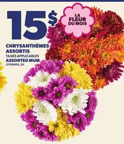 Provigo CHRYSANTHÈMES ASSORTIS | ASSORTED MUM offer