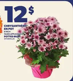 Provigo CHRYSANTHÈME EN POT | POTTED MUM, 6 INCH offer