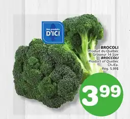 Marches Tradition BROCCOLI offer