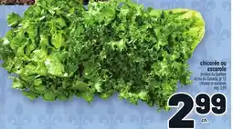 Metro CHICORÉE OU ESCAROLE | CHICORY OR ESCAROLE offer