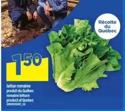 Maxi LAITUE ROMAINE offer