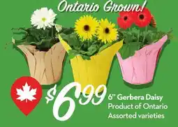 Longo's 6 Gerbera Daisy offer