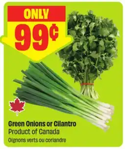 FreshCo Green Onions or Cilantro Product of Canada offer