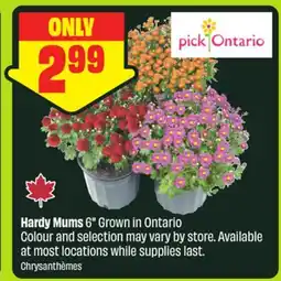 FreshCo Hardy Mums 6 Grown in Ontario offer