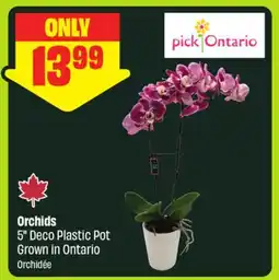 FreshCo Orchids 5 Deco Plastic Pot Grown in Ontario offer