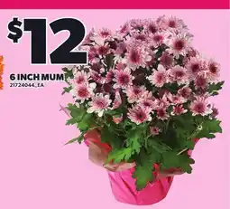 Loblaws 6 INCH MUM offer
