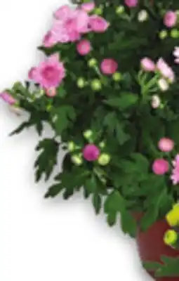 Metro OUTDOOR HARDY MUMS offer