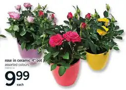 Fortinos ROSE IN CERAMIC 4 POT offer