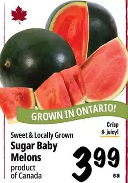Farm Boy Sweet & Locally Grown Sugar Baby Melons offer