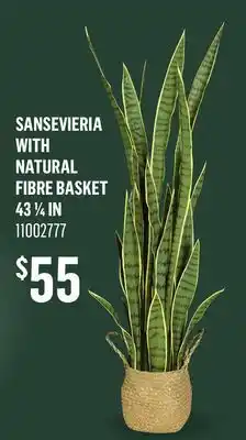 Canac Artificial Sansevieria Plant with Natural Fibre basket offer
