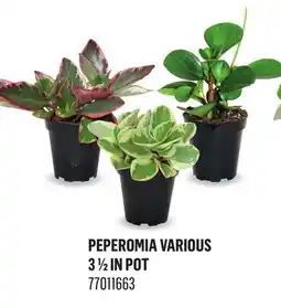 Canac Peperomia Various 3 1/2 in Pot offer