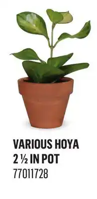 Canac Various Hoya 2 1/2 in Pot offer