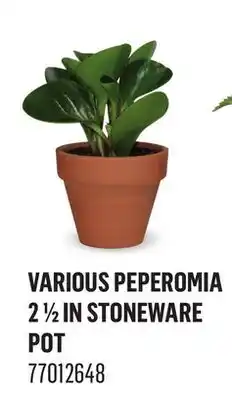 Canac Various Peperomia 21/2in Stoneware Pot offer