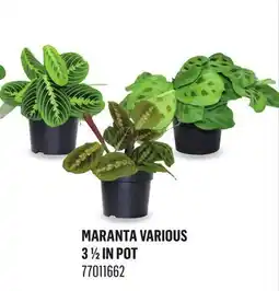 Canac Maranta Various 3 1/2 in Pot offer
