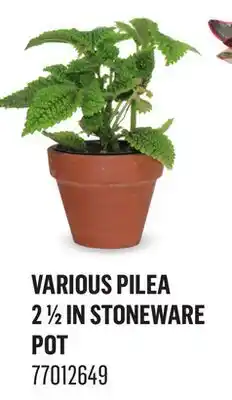 Canac Various Pilea 21/2in Stoneware Pot offer
