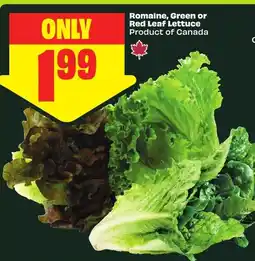 FreshCo Romaine, Green or Red Leaf Lettuce offer