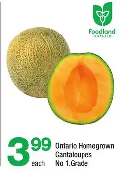 Highland Farms Ontario Homegrown Cantaloupes offer