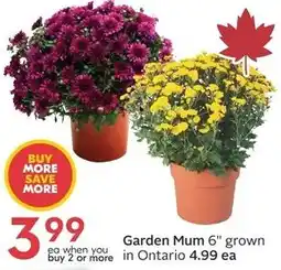 Sobeys Garden Mum offer