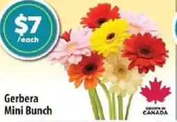 Co-op Gerbera Mini Bunch offer
