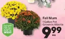 Calgary Co-op Fall Mum offer