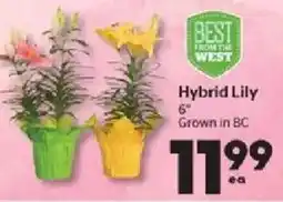 Calgary Co-op Hybrid Lily offer