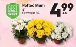 Calgary Co-op Potted Mum offer
