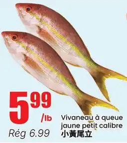 Btrust Supermarket Vivaneau à queue jaune petit calibre offer