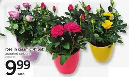 Loblaws rose in ceramic 4" pot offer