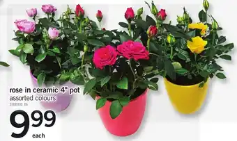 Rose in ceramic 4" pot