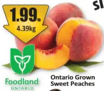 Ontario Grown Sweet Peaches