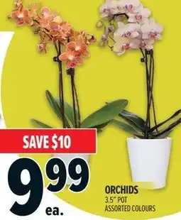 Metro Orchids offer