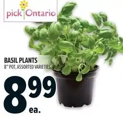 Metro Basil plants offer
