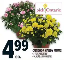 Metro Outdoor hardy mums offer
