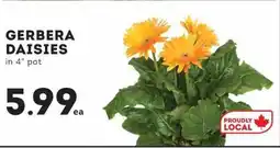 IGA Gerbera Daisies offer