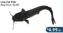 Blue Sky Supermarket Live Cat Fish offer
