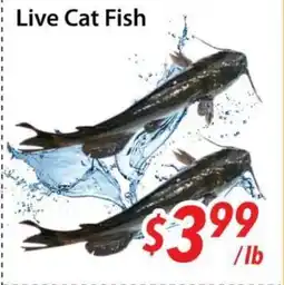 Bestco Food Mart Live Cat Fish offer