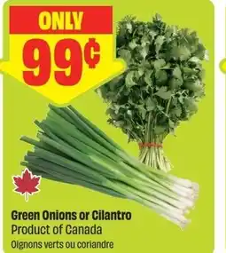 FreshCo Green Onions or Cilantro offer