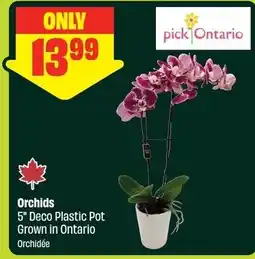 FreshCo Orchids offer