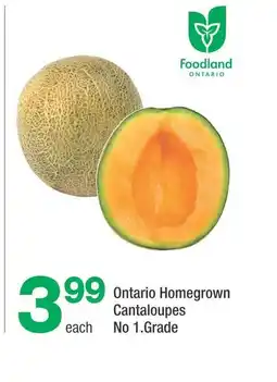 Highland Farms Ontario Homegrown Cantaloupes No 1.Grade offer