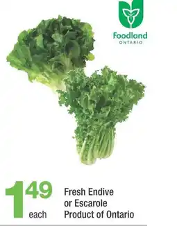 Highland Farms Fresh Endive or Escarole Product of Ontario offer