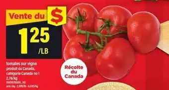 Tomates sur vigne