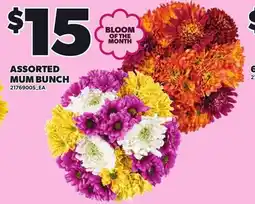 Loblaws Assorted mum bunch offer
