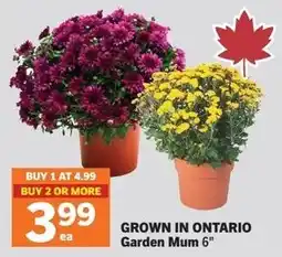 Foodland Grown in ontario garden mum 6" offer